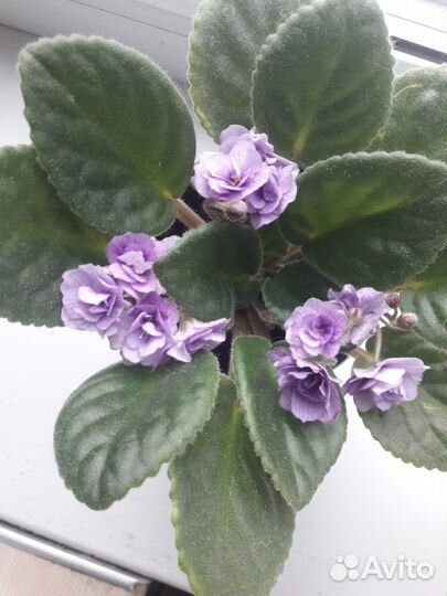 Продам Фиалки