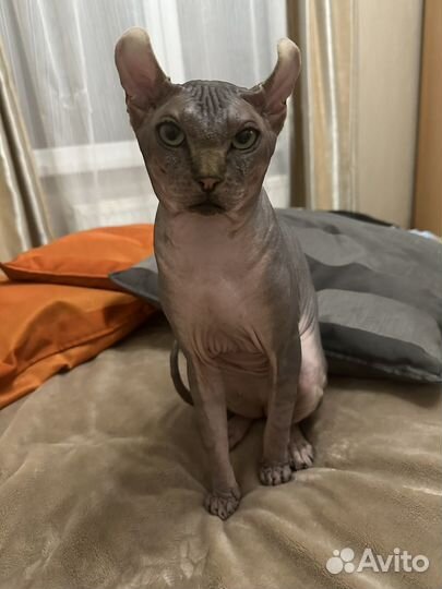 Сфинкс эльф вязка