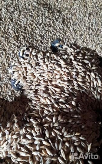 Семечко, Соя на корм/посев