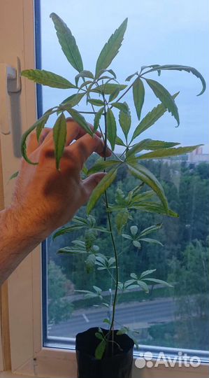 Витекс священный, саженец
