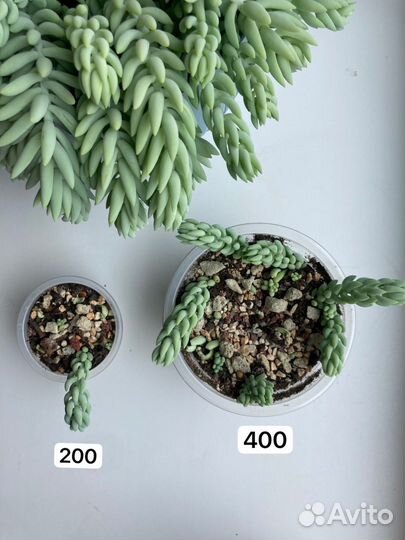 Очиток Моргана