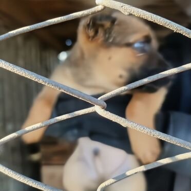 Щенок в добрые руки