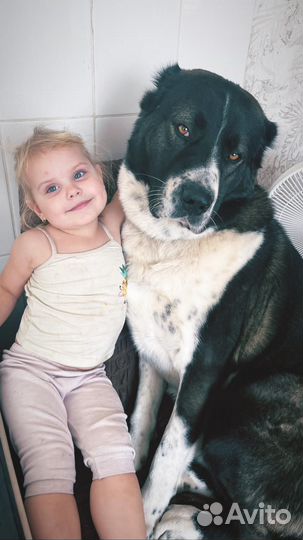 Среднеазиатская овчарка алабай вязка