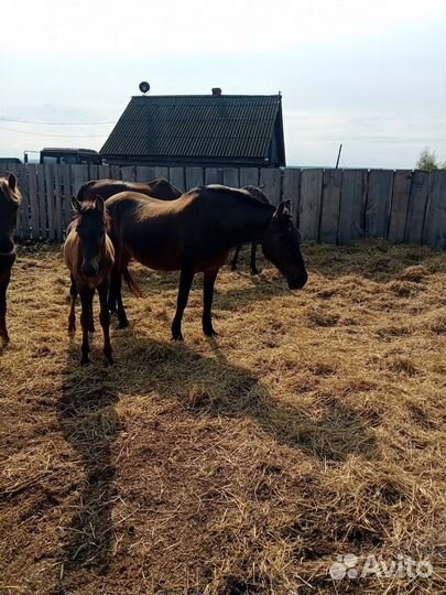 Жерёбые обученные кобылы