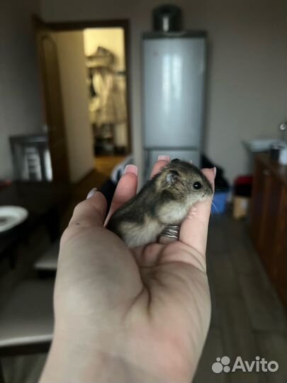 Джунгарский хомяк