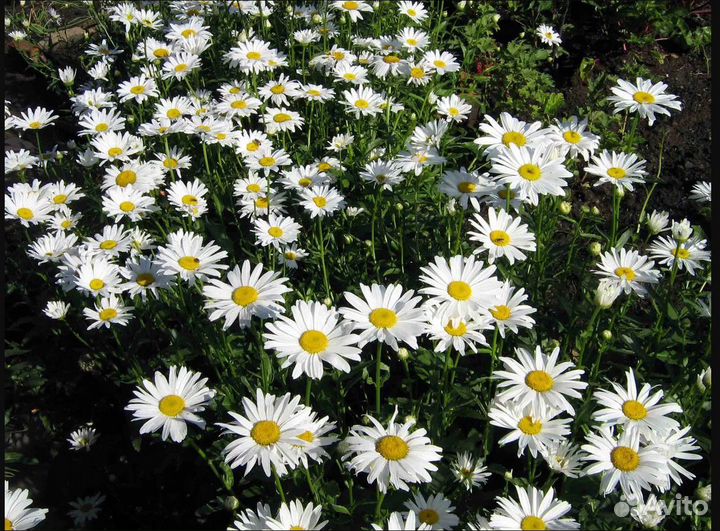 Ромашки садовые ранние