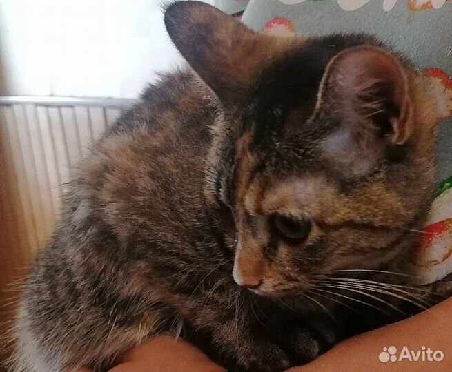 Отдам в добрые руки