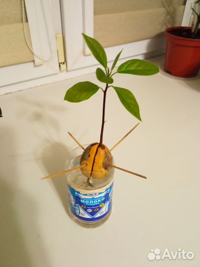 Авокадо растение