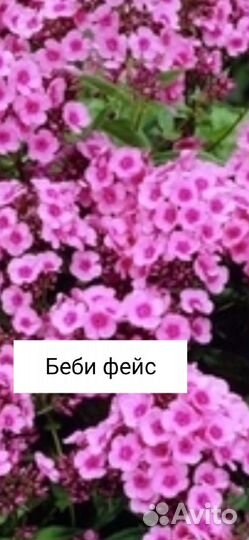 Флоксы сортовые