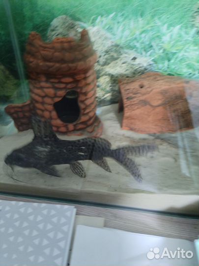 Сом перевертыш