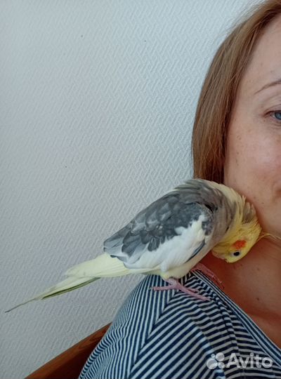 Корелла с клеткой
