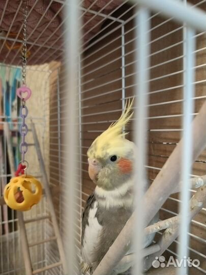 Корелла самец, с клеткой