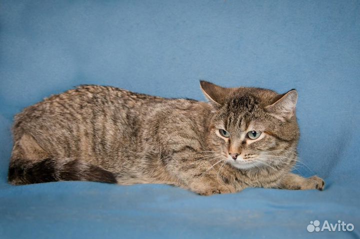 Плюшевая Буся - кошка в хорошие руки