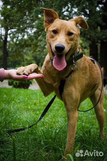 Собака ищет дом