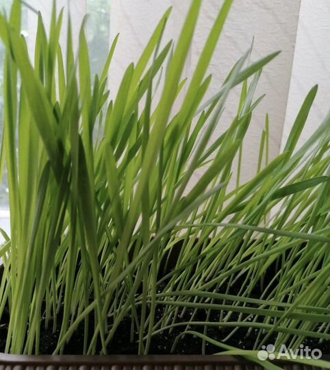 Трава для кошек (витамины)