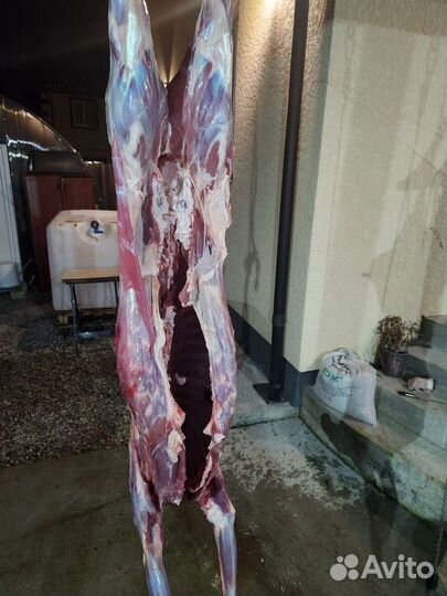 Мясо Косули