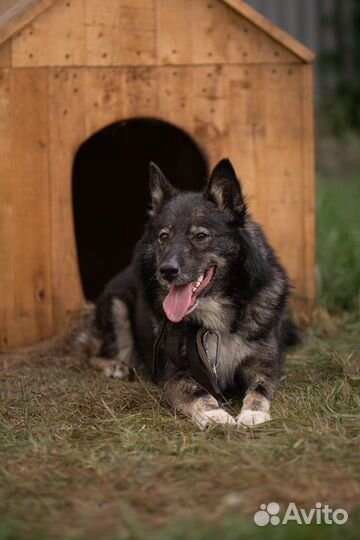 Собака в добрые руки