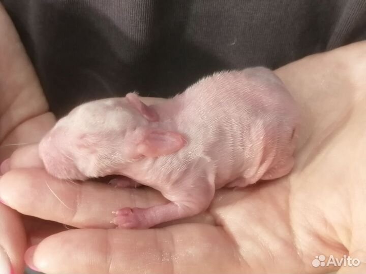 Кролики Белый Паннон