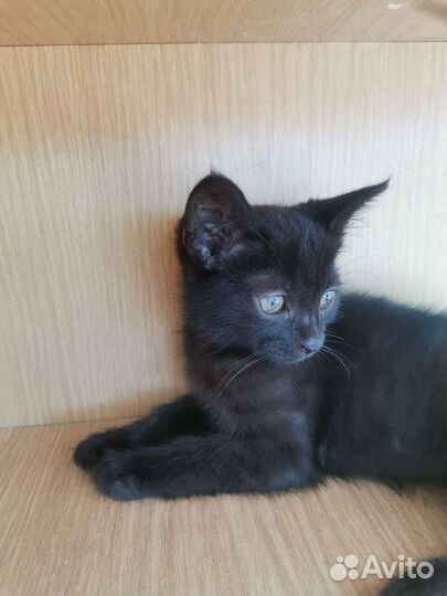 Кошки в добрые руки