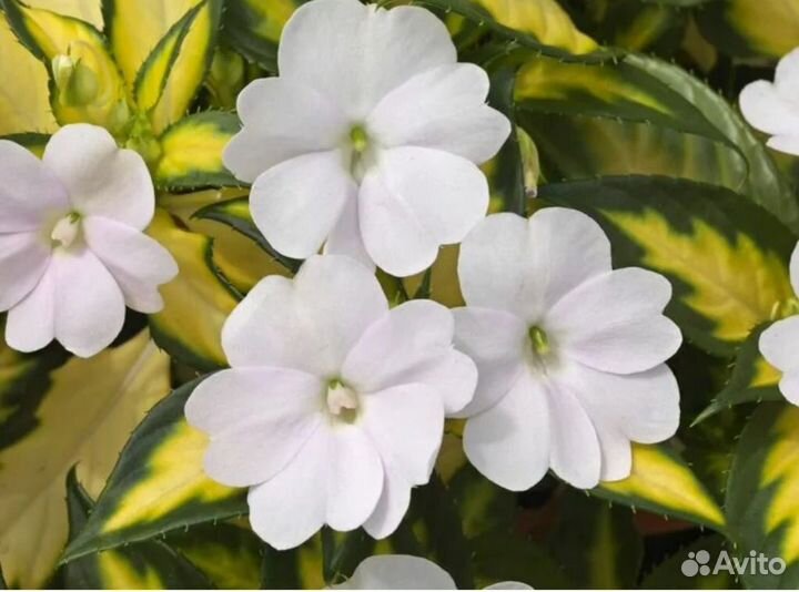 Бальзамин новогвинейский