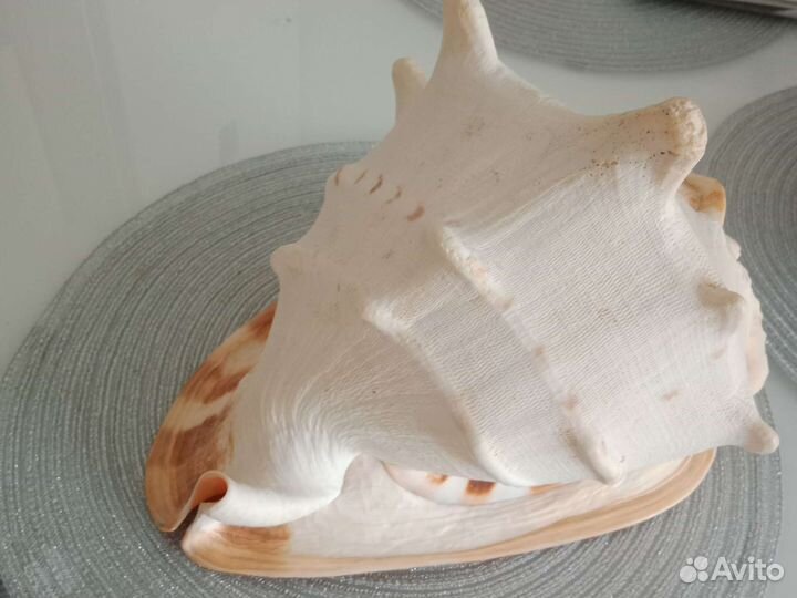 Большая натуральная ракушка