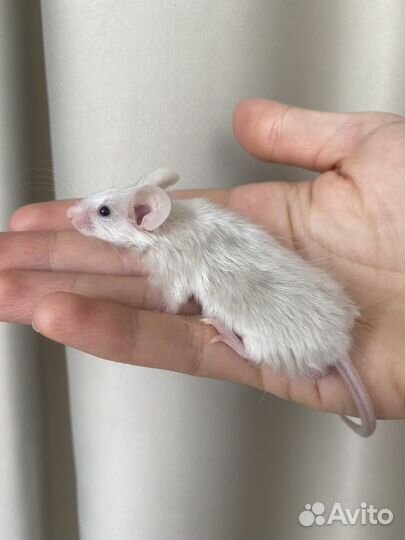 Сатиновые мыши