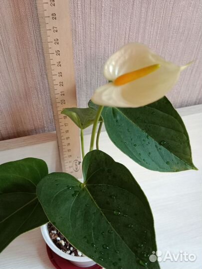 Антуриум Ванилла