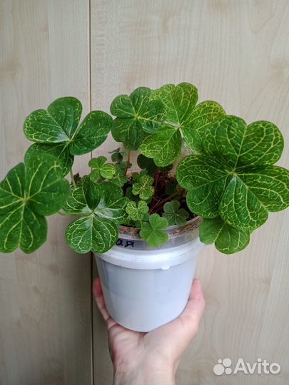 Оксалисы (кислицы)