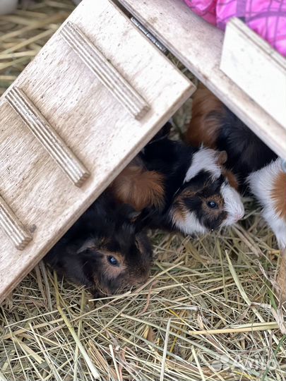 Морская свинка абиссинская розеточная