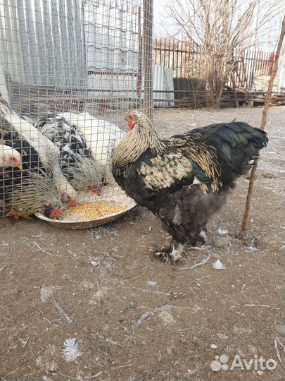 Петуха Брата 7месяцев