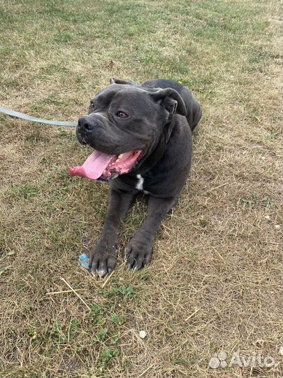 Вязка коне корсе