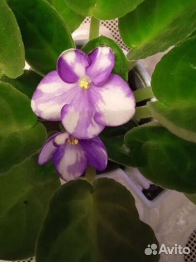 Сортовые фиалки. Далматин 200,р