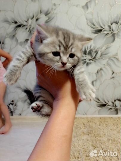 Британские котята