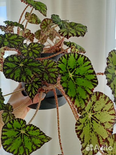 Диффенбахия и другие комнатные растения