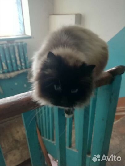 Сиамский кот