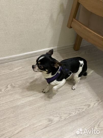 Собака чихуахуа