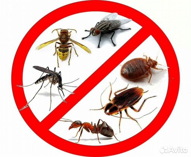 Уничтожение клещей и насекомых