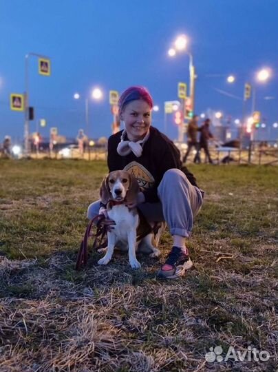 Выгул / передержка собак