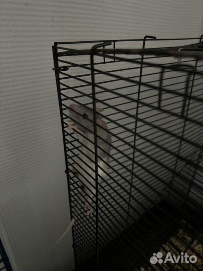 Крысы дамбо девочки