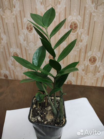 Замиокулькас