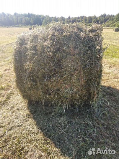 Сено в рулонах 350кг 2024года