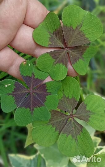 Оксалисы Plum Grazy, Sunset Velvet, Мармер и др