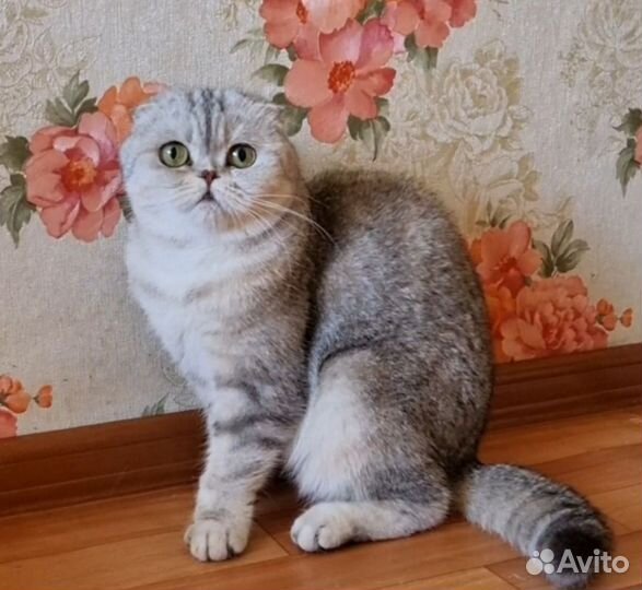 Девочка фолд в добрые ручки