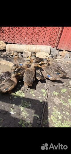 Дикие утки, утки подсадные, кряква