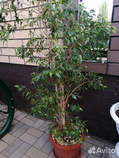 Фикус бенджамина и каучуконосный