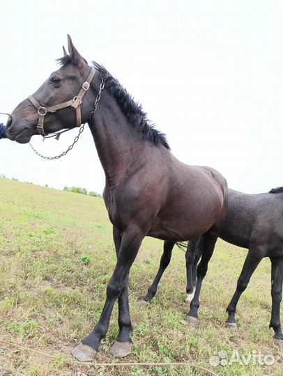 Кобыла жеребая