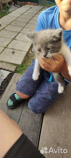 Кошка в дар бесплатно