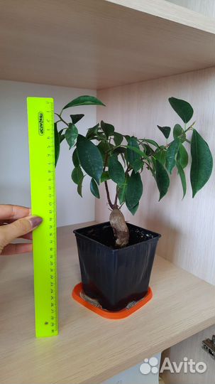 Фикус микрокарпа бонсай