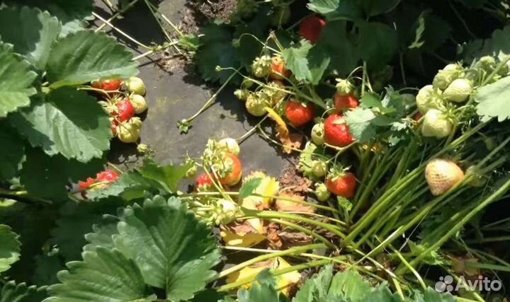 Рассада клубники