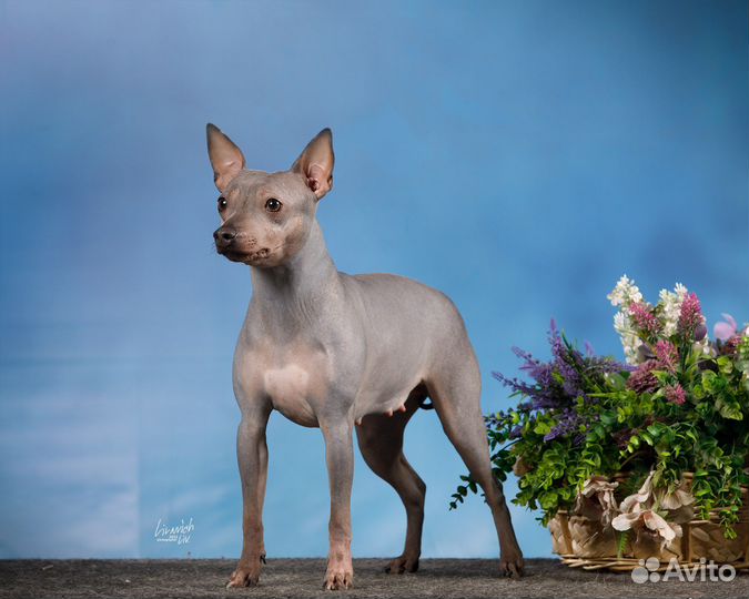 Американский голый терьер щенки